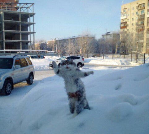 Ужасающие зверства россиян: в Омске из мертвого кота сделали чучело-"памятник" зиме