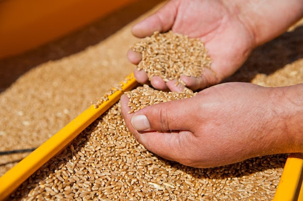 ЧП в "ЛНР": около 400 тонн пшеницы были заражены – сумма ущерба превысила 3 миллиона рублей