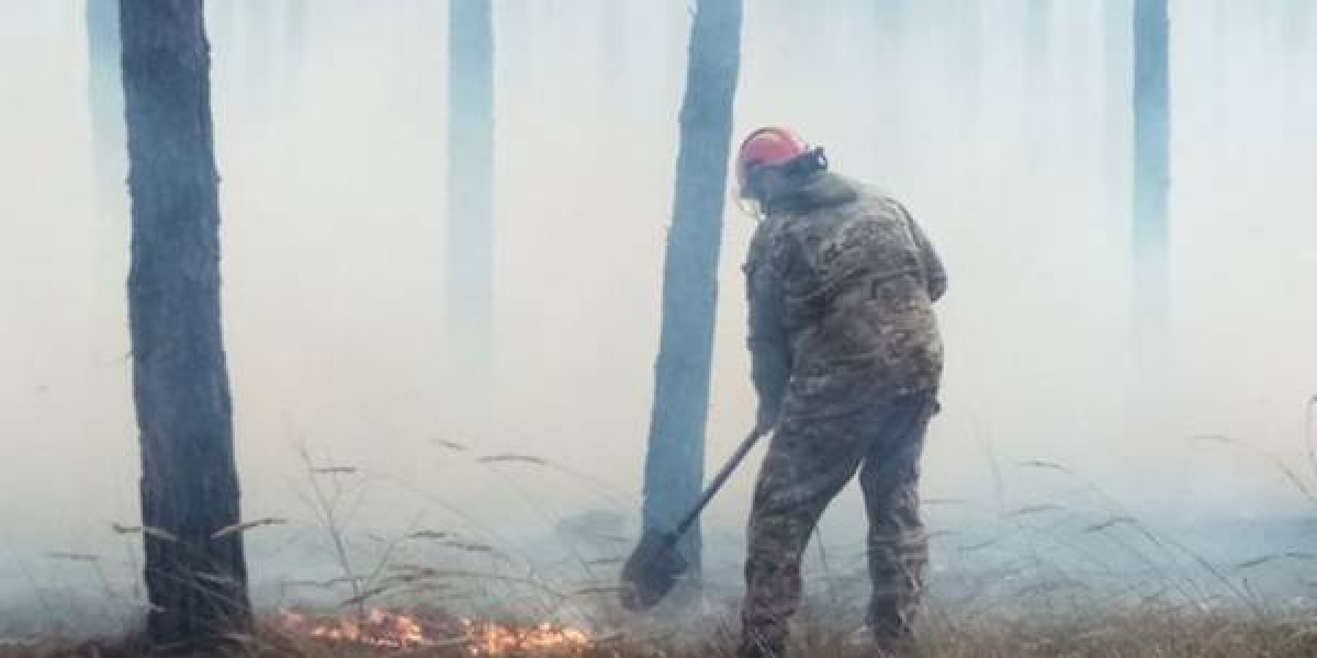 Неизвестные подожгли Голосеевский заповедник в Киеве - дикие животные гибнут от ожогов