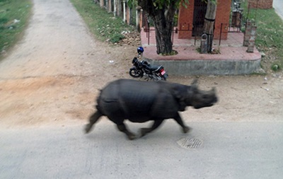 Сбежавший из заповедника в Непале носорог убил женщину
