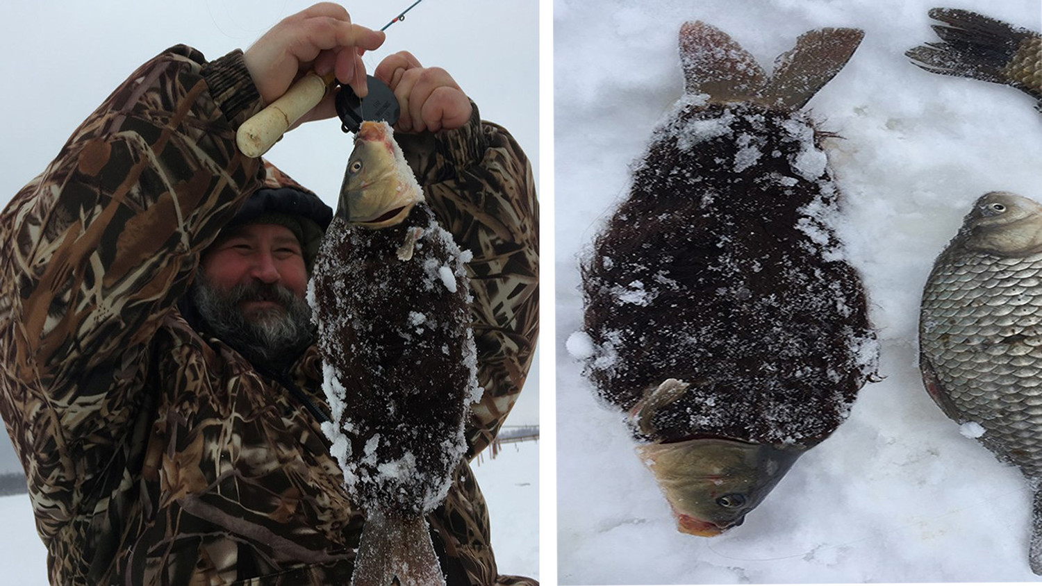 В России рыбак вместо обычного карася выловил из водоема рыбного мутанта в шерсти – в Сети показали кадр с монстром