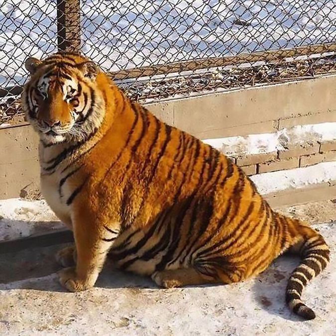 Защитники животных бьют тревогу: в Китайском зоопарке так раскормили амурских тигров, что они не могут сами передвигаться