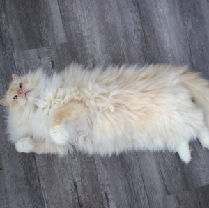 ​Пушистый кот Скай благодаря своему облачному виду стал звездой соцсетей