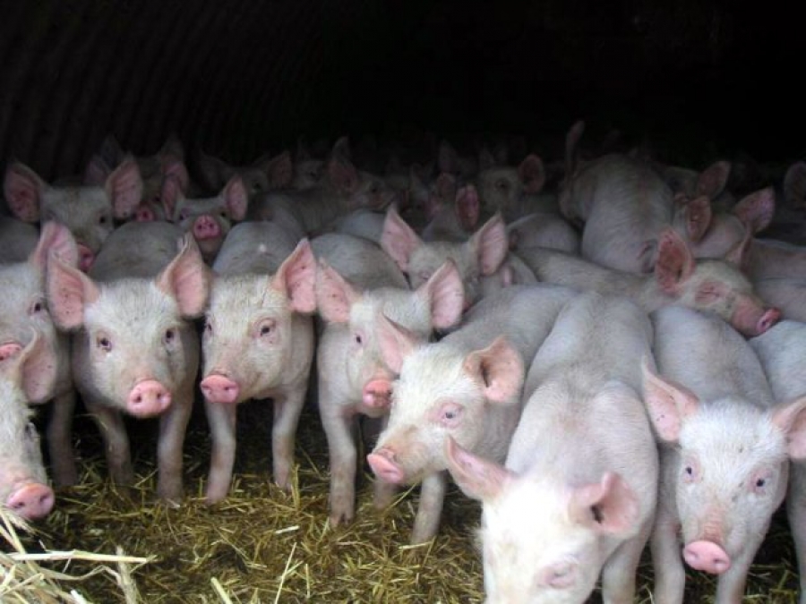 Жуткий инцидент на свиноферме в Ивано-Франковской области: от жары погибли почти 700 здоровых свиней