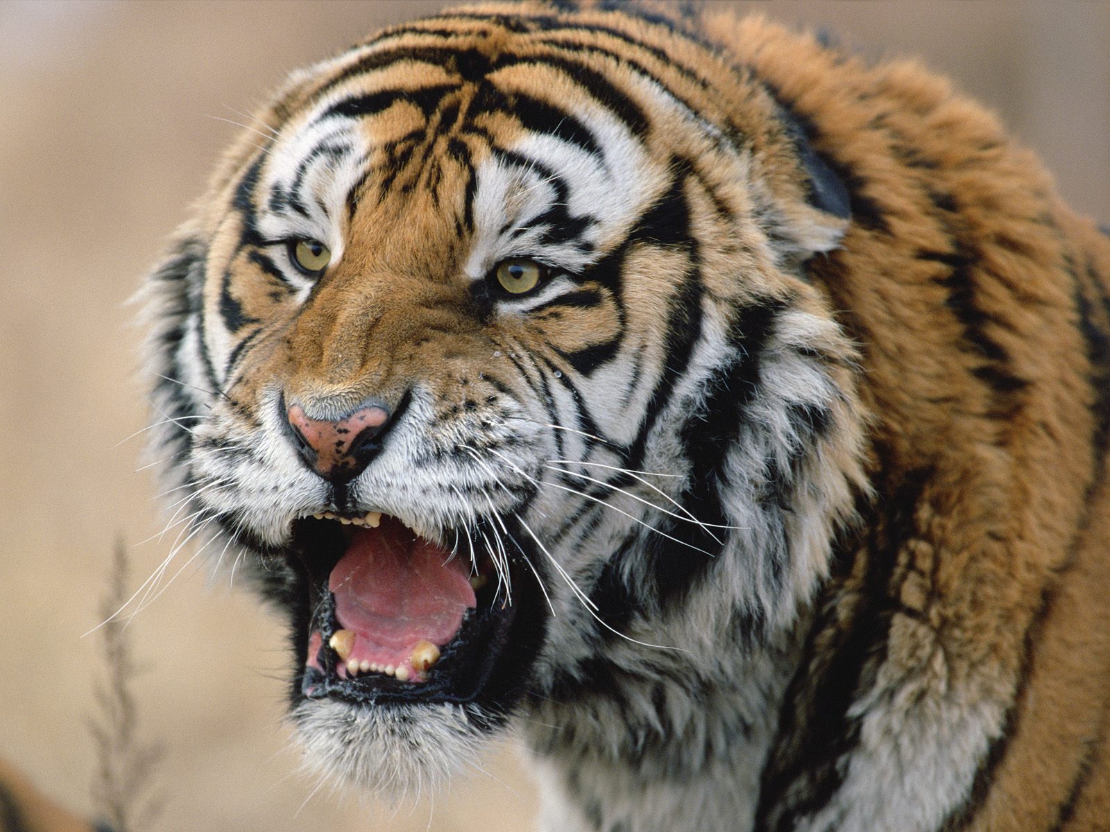 В пригороде Пекина сибирский тигр напал на двух путешественниц в парке дикой природы: одну из женщин хищник загрыз