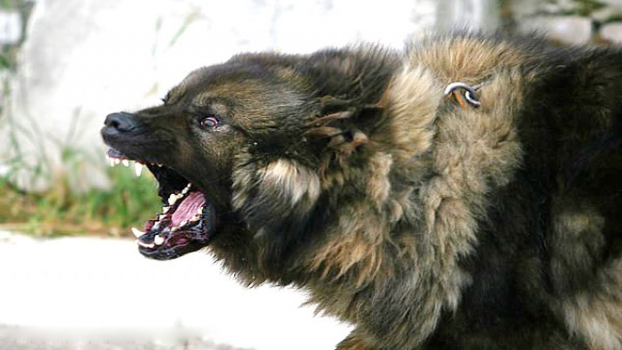 Названы 5 самых агрессивных пород собак: кого нужно остерегаться на улице, фото