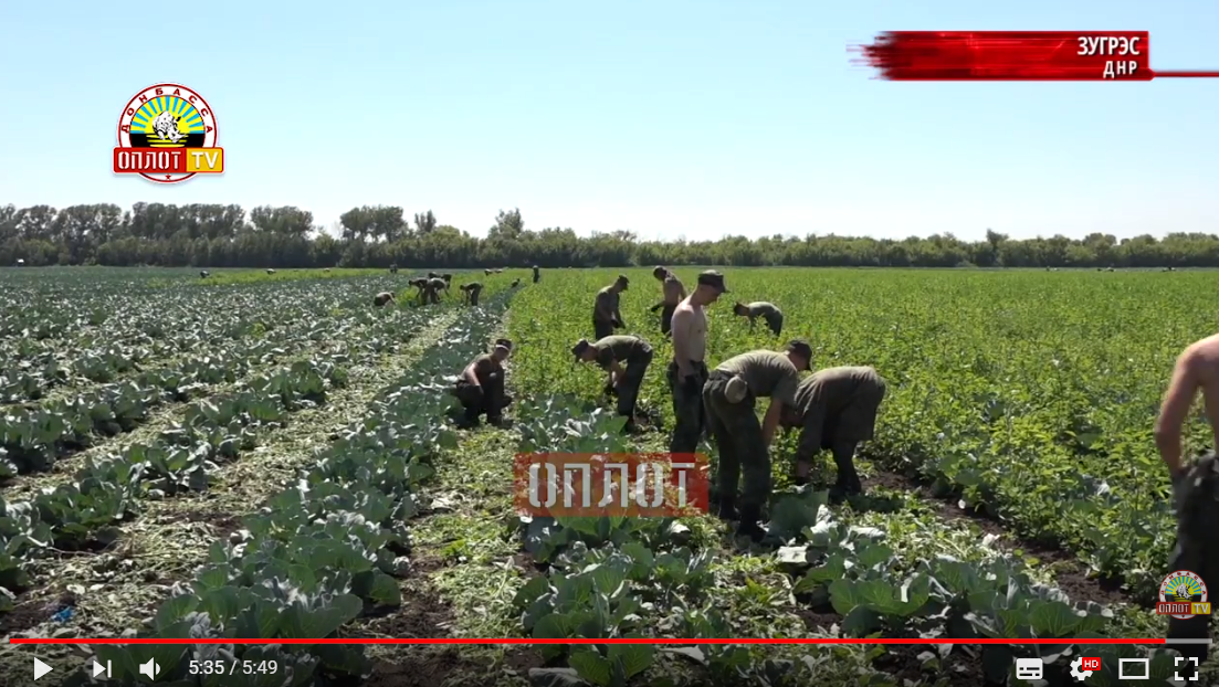 Боевиков "ДНР" отправили в поле собирать и полоть капусту: комичное видео насмешило соцсети