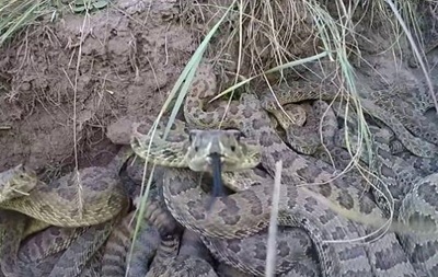 Ловкая змея вырвала камеру и затащила в ущелье, кищащее змеями: устрашающее видео