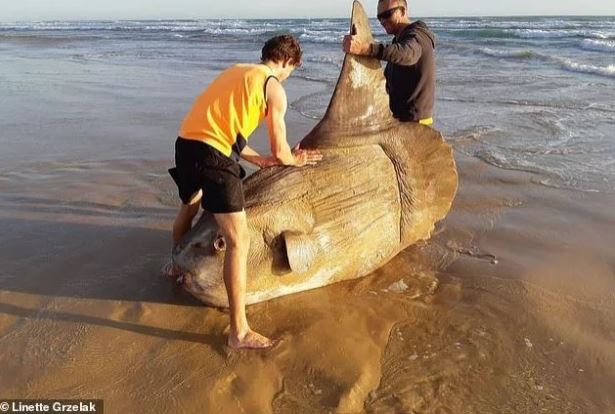 Рыба-гигант шокировала рыбаков: кадры с "солнечным чудовищем" вызвали бум в Сети - фото