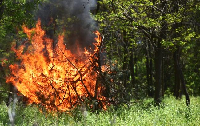 В Одесской области горело 13 гектаров леса