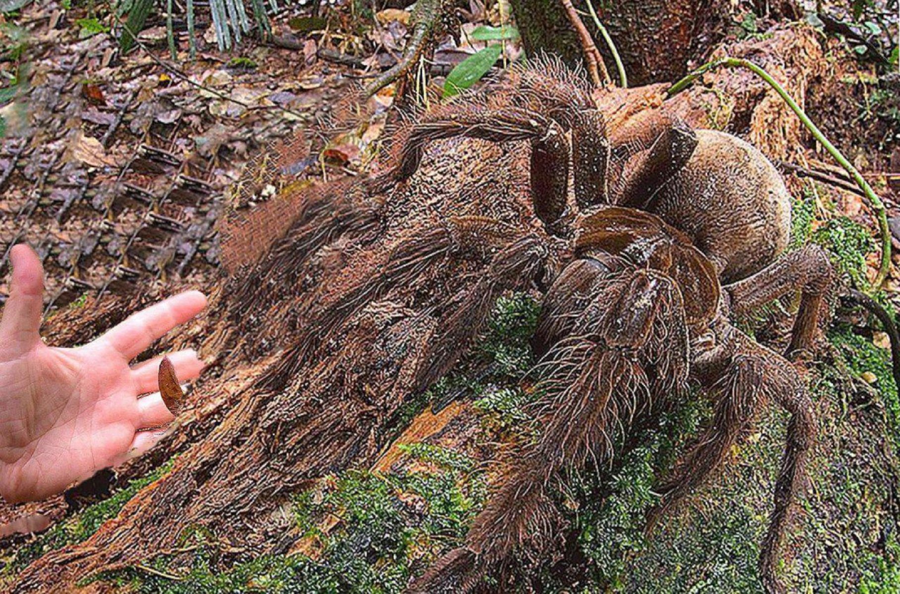 В Крыму появились 1,5-метровые пауки-людоеды, которых считали вымершими 65 миллионов лет назад 