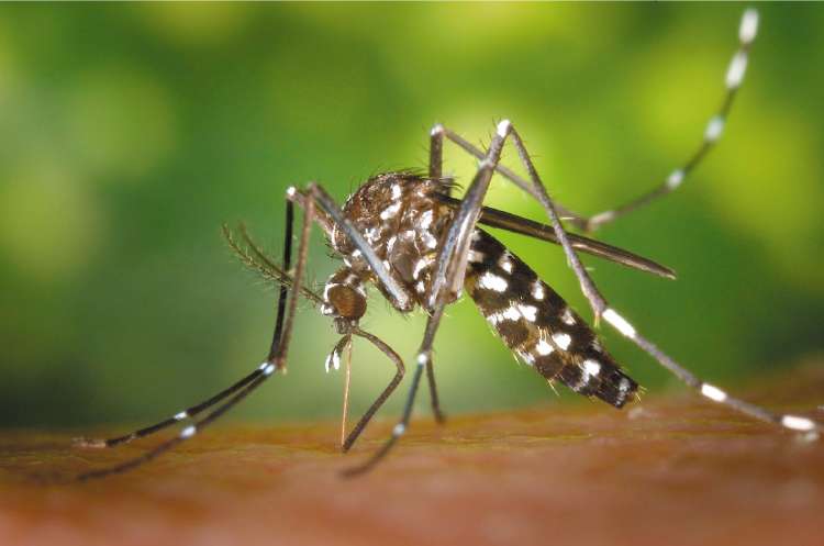Малайзия выделит 30 млн. для борьбы с лихорадкой денге