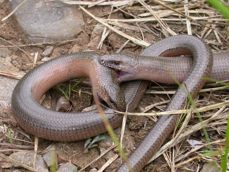 Редкая безногая ящерица замечена в Чернобыльской зоне: ее можно перепутать со змеей-медянкой