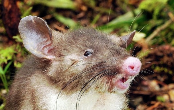 Крыса, похожая на кабана, обнаружена учеными в Индонезии
