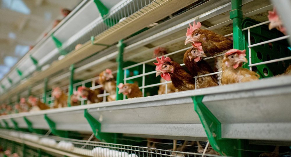 "Заразная" продукция: Казахстан ввел запрет на ввоз мяса, яиц и пуха 36 российских птицефабрик