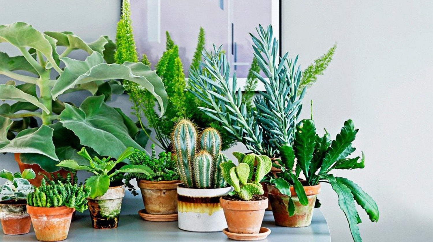 Топ-10 корисних кімнатних рослин для людини