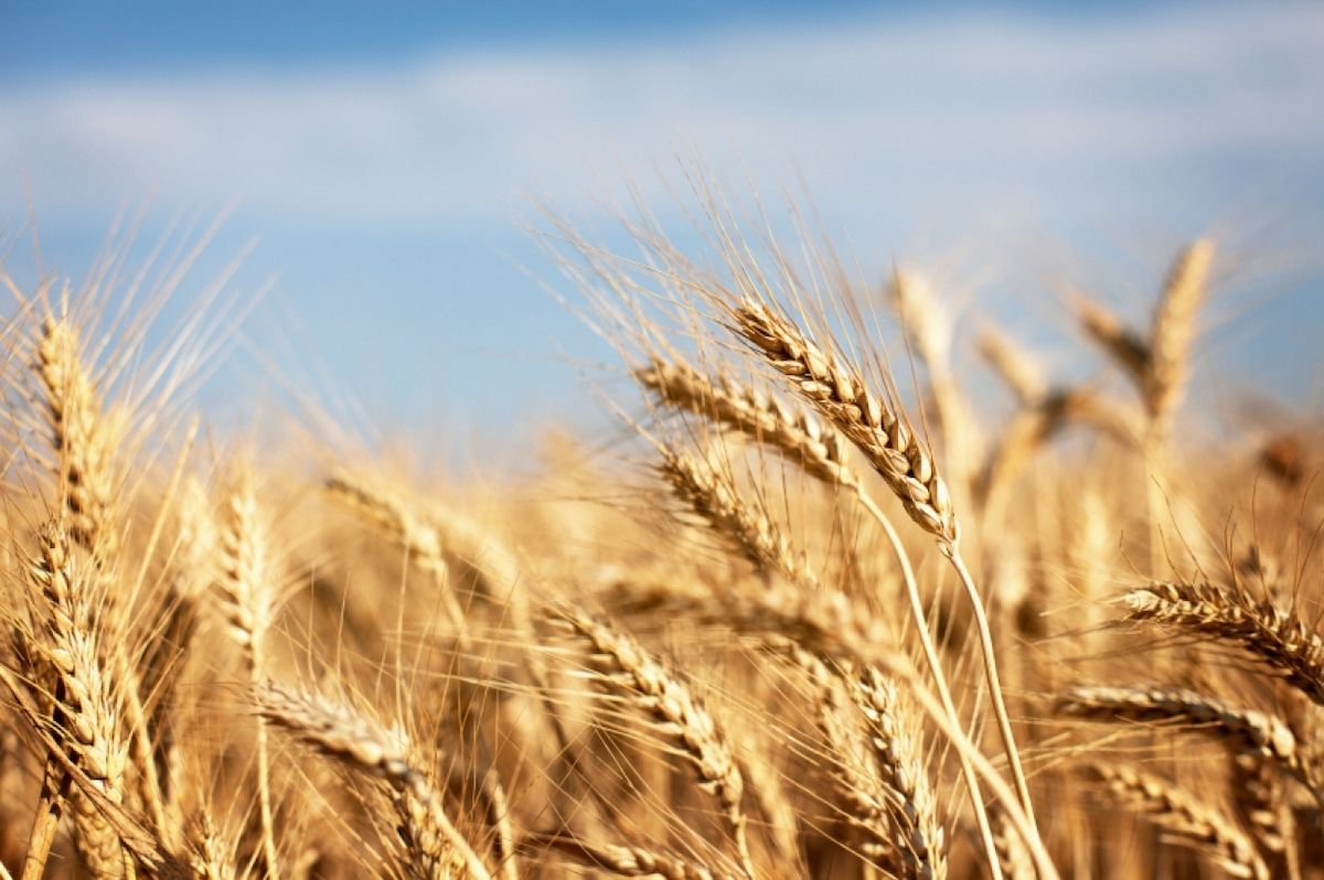 Єгипет покарав Росію за маніпуляції з ціною на пшеницю 