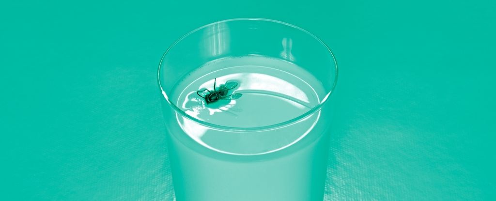 Что будет, если выпить воду или вино, куда упала муха: ученые дали неожиданный ответ