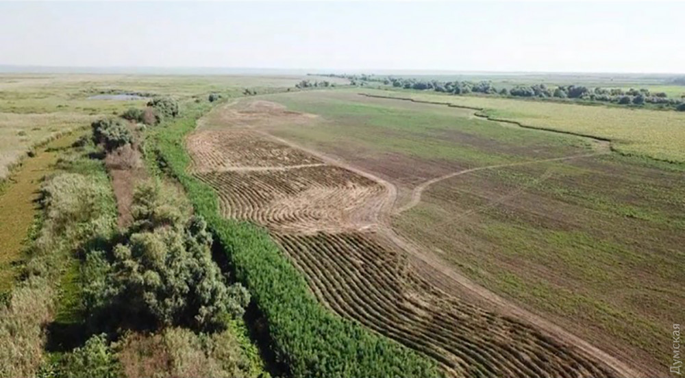В Одесской области найдена огромная плантация конопли депутата "Оппоблока" - кадры