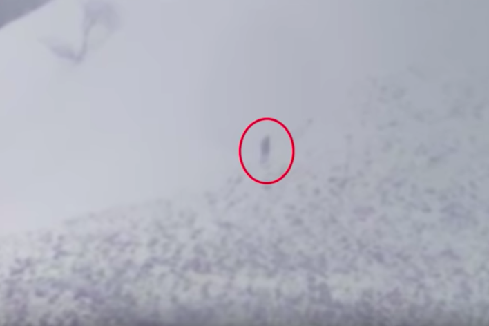 В горах США на видео попало мистическое создание: 3-метровый "йети" напугал туристов и взволновал весь мир