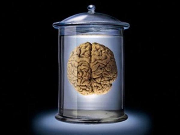 Ученые из США вырастили живой мозг человека: "сверхлюди уже близко"