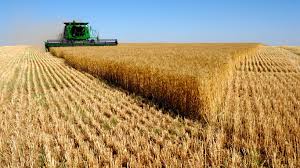 Иран закупил 25 тыс. тонн украинской пшеницы