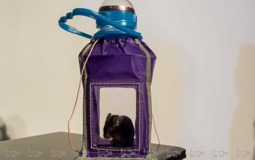 Петербургские школьники из клуба космонатов запустили в стратосферу мышонка