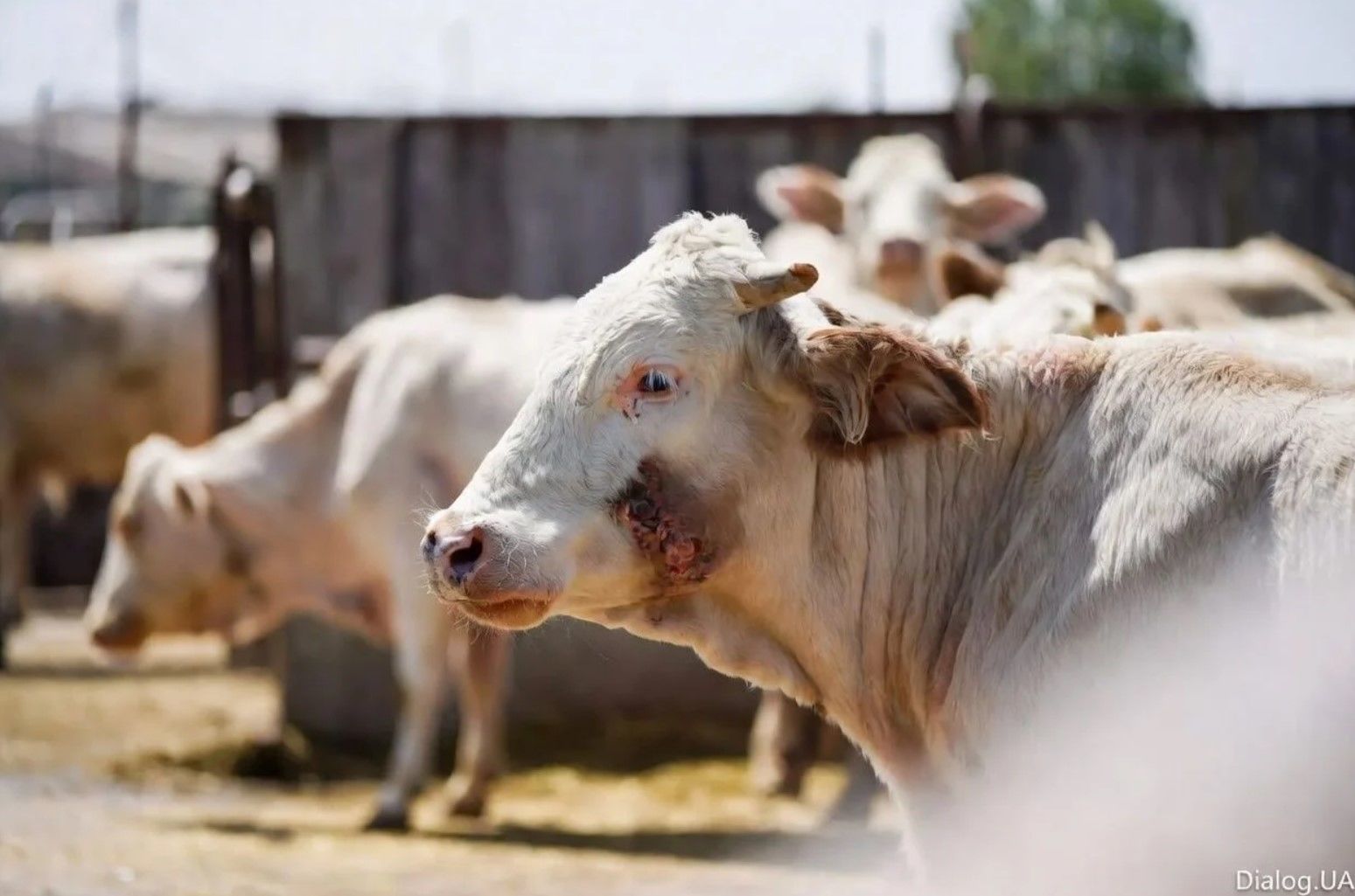 В Китае подтвердили российское происхождение вспышки ящура в стране