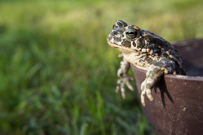 Биологи обнаружили жаб, которые сражаются усами-шипами, – кадры