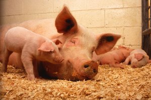 Россия запретила импорт продуктов свиноводства из Украины