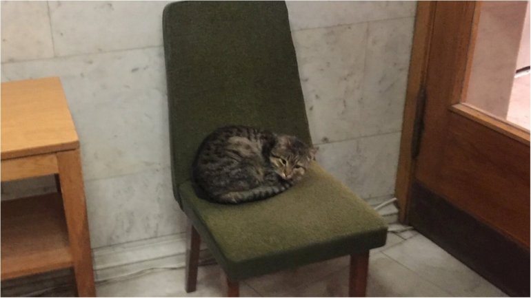 "Рупор Кремля" Мария Захарова раскритиковала украинского котика и обиделась за крыс