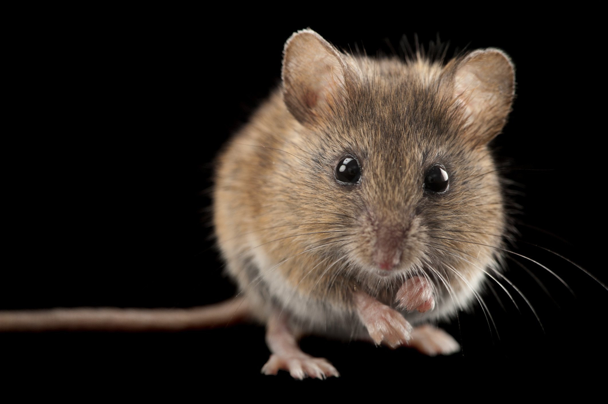 На таможне подозревают мышей в хищении 2 тонн грецких орехов