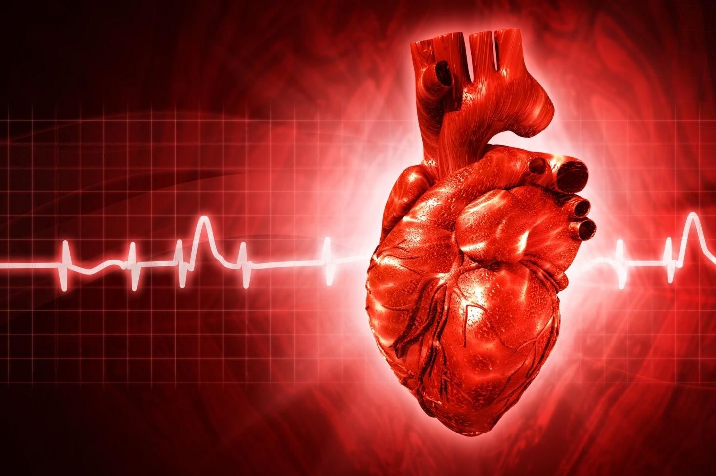 Ученые объяснили, почему сердце не устает так, как другие мышцы организма