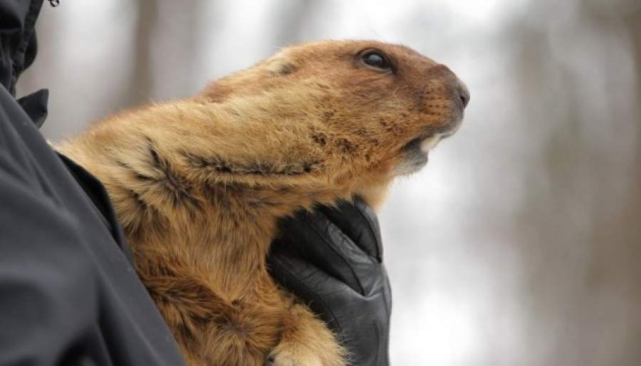 День сурка: главный байбак страны Тимко lll "сообщил", когда в Украину придет весна