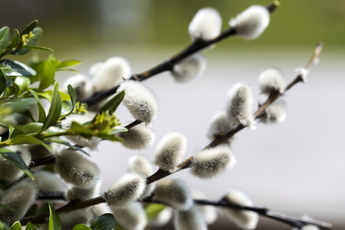 Вербное воскресенье 5 апреля 2026 года: традиции, приметы, запреты и особенности праздника