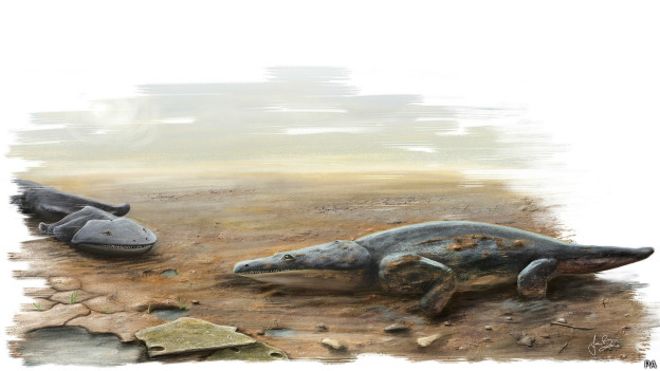 Открыт новый вид гигантских древних земноводных