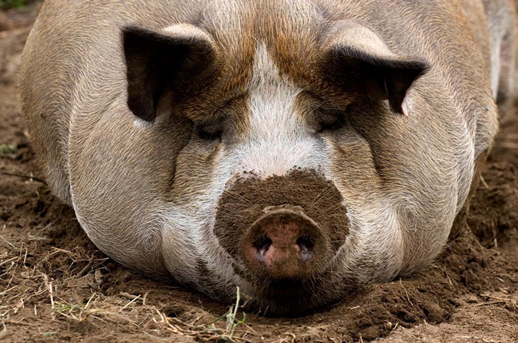 "ЛНР" позабавила новшествами:  пределы оккупированного региона запретили покидать свиньям, водке и рогатому скоту 