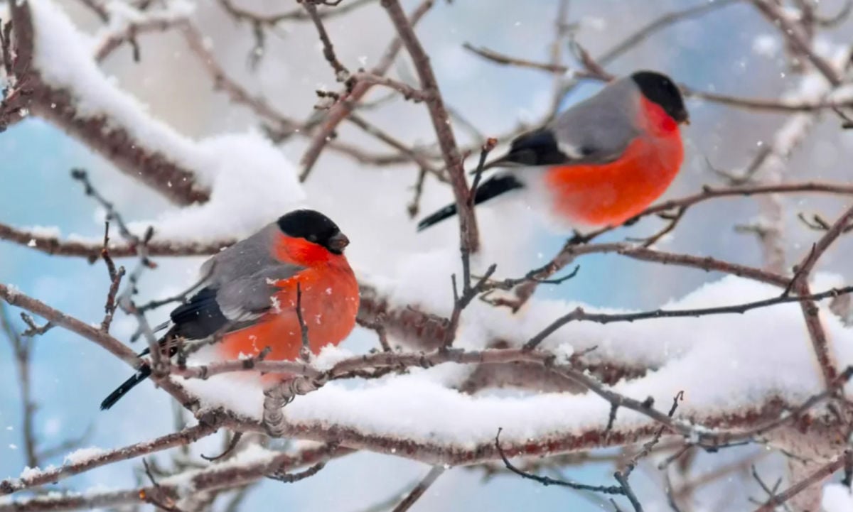 Самые холодные ночи позади: украинцам рассказали, какую погоду ждать в первой декаде января