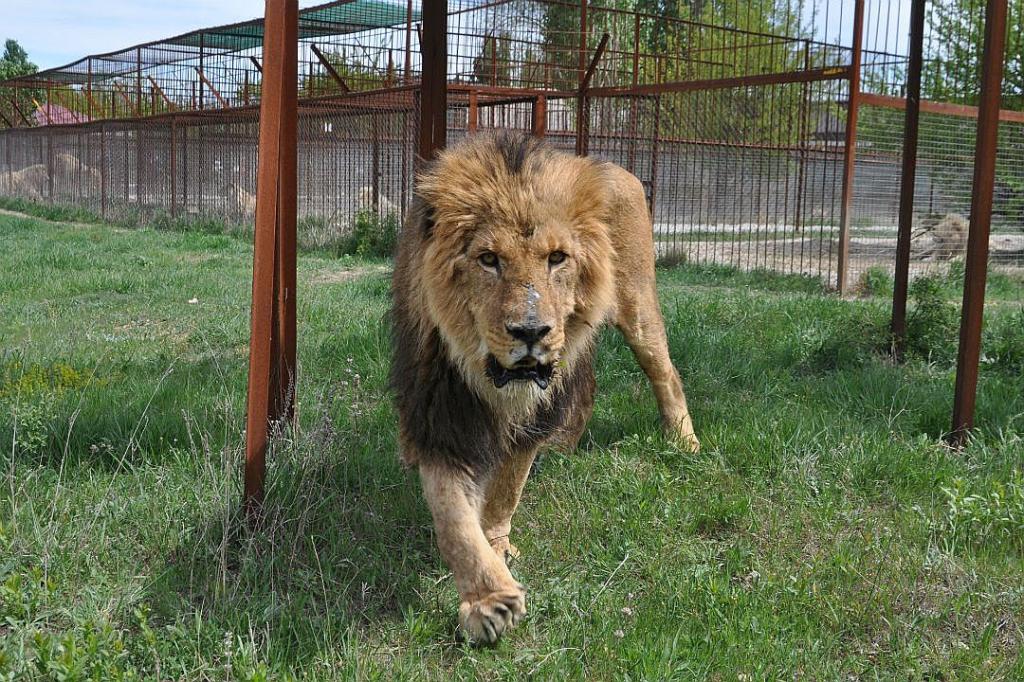 "Я просто взяла его за гриву", - в оккупированном Крыму лев во время экскурсии напал на пьяную россиянку