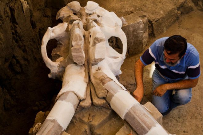 Мексиканские палеонтологи обнаружили скелет мамонта, жившего 14 тысяч лет назад