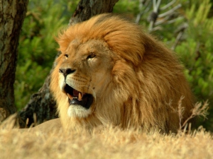 Из национального парка Кару сбежал 3-летний лев
