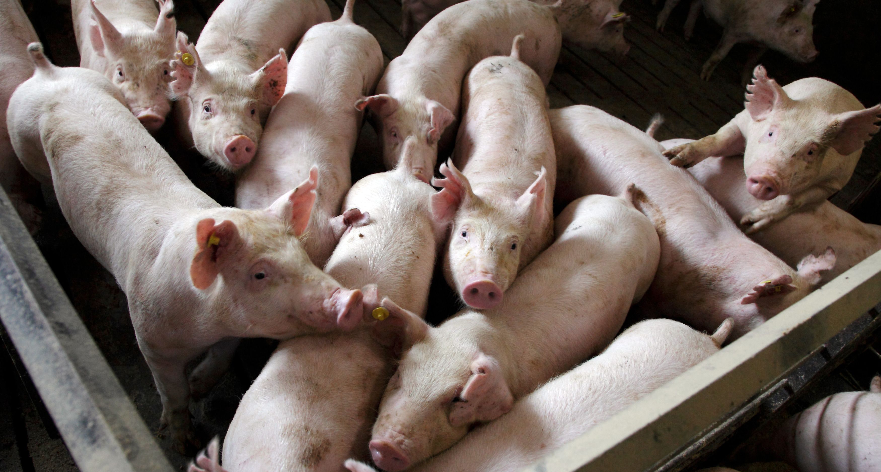 Африканская чума свиней добралась к "мясным" областям Украины: на Полтавщине и Кировоградщине инфекционисты обнаружили вспышку эпидемии животных
