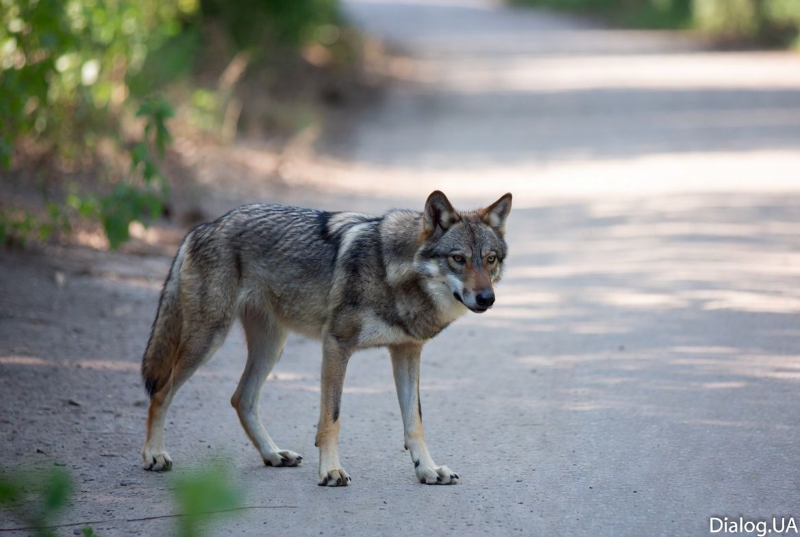 Волки в зоне отчуждения ЧАЭС научились жить с радиацией: почему это важно для человека