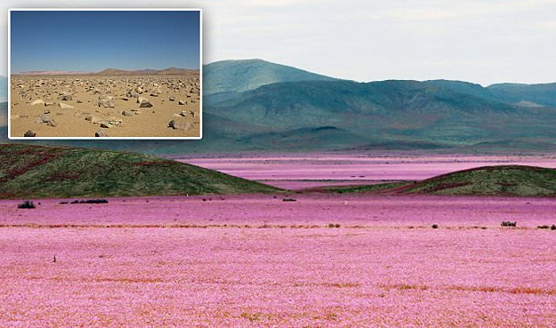 В самой засушливой пустыне мира расцвели тысячи красивых цветов и растений: такой красоты здесь не припомнят давно – фантастические кадры