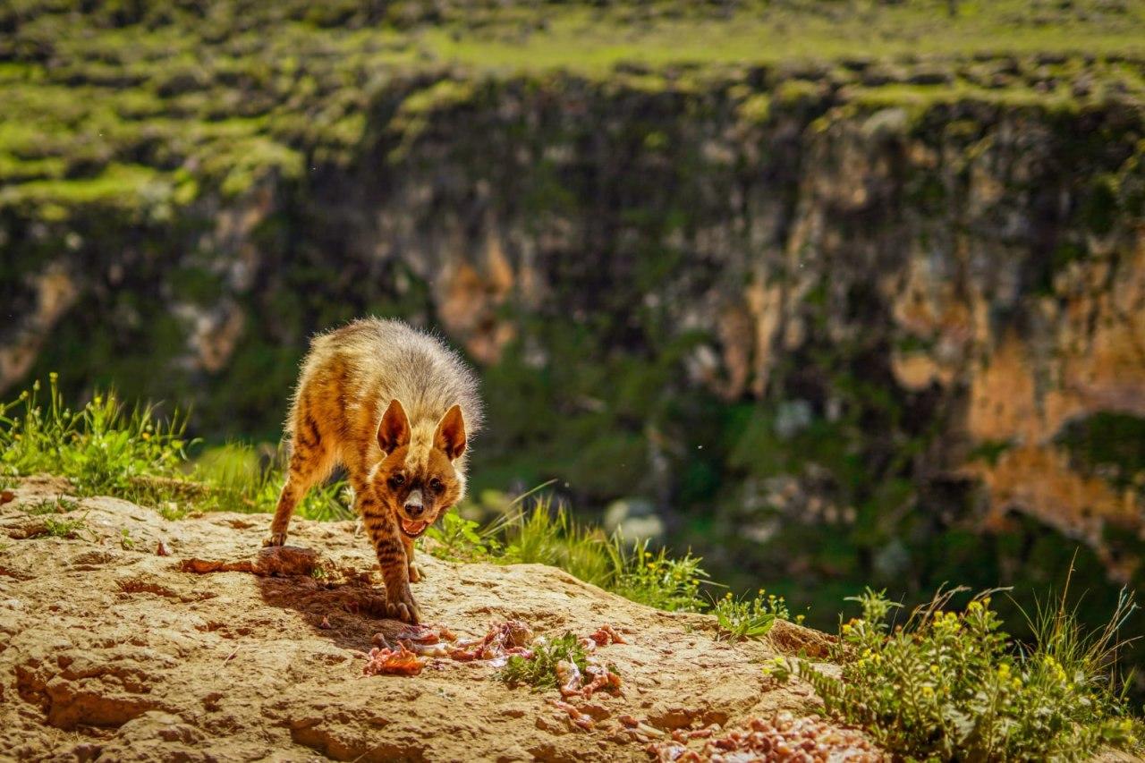 Турецкий фотограф поймал в объектив гиену, вид которой на грани исчезновения: кадры 