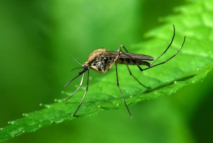 В США найден новый способ уничтожения всех комаров