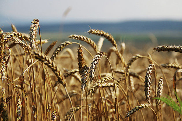 В России рекордное падение урожая зерна – грядет рост цен на продукты