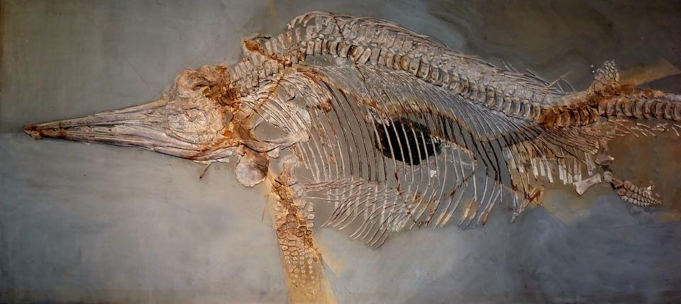 Во время добычи ископаемых канадские шахтеры раскопали 6,5-метровый скелет доисторического монстра