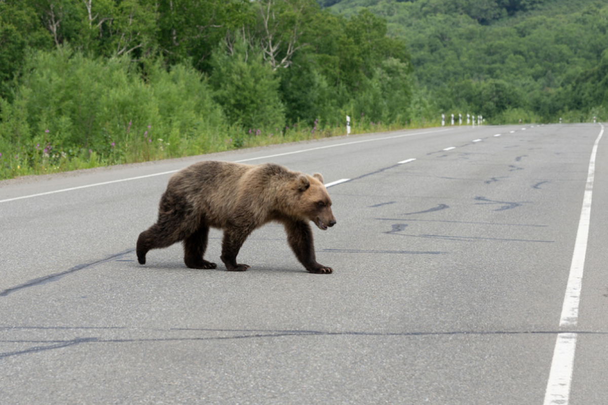 ​В Ярославле дикий медведь набросился на мужчину - прохожего случайно спас таксист, кадры