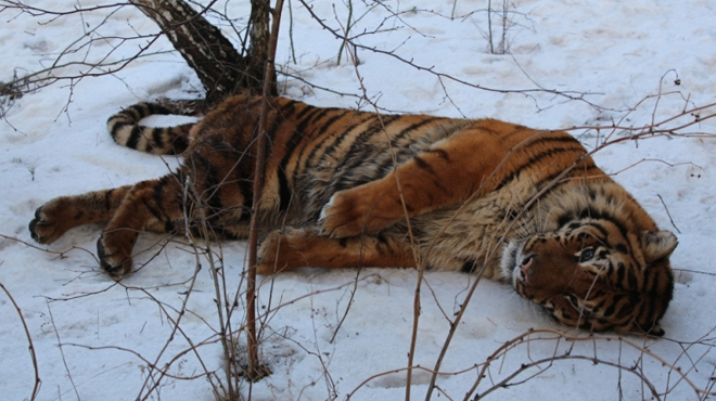 ​По Воронежу разгуливал сбежавший тигр